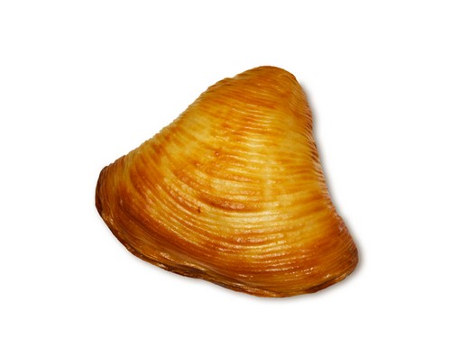 Sfogliata